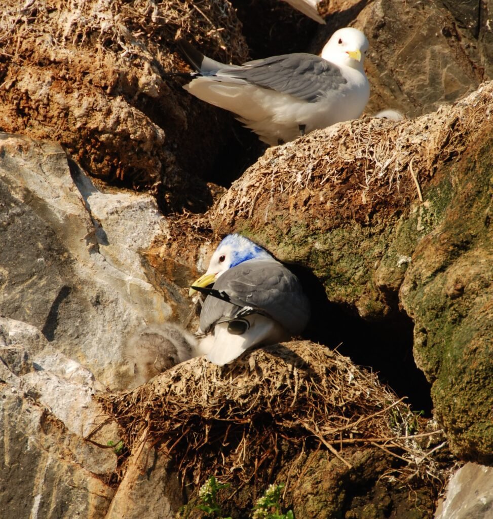 Black-legged kittiwake with GPS. Photo © Signe Christensen-Dalsgaard