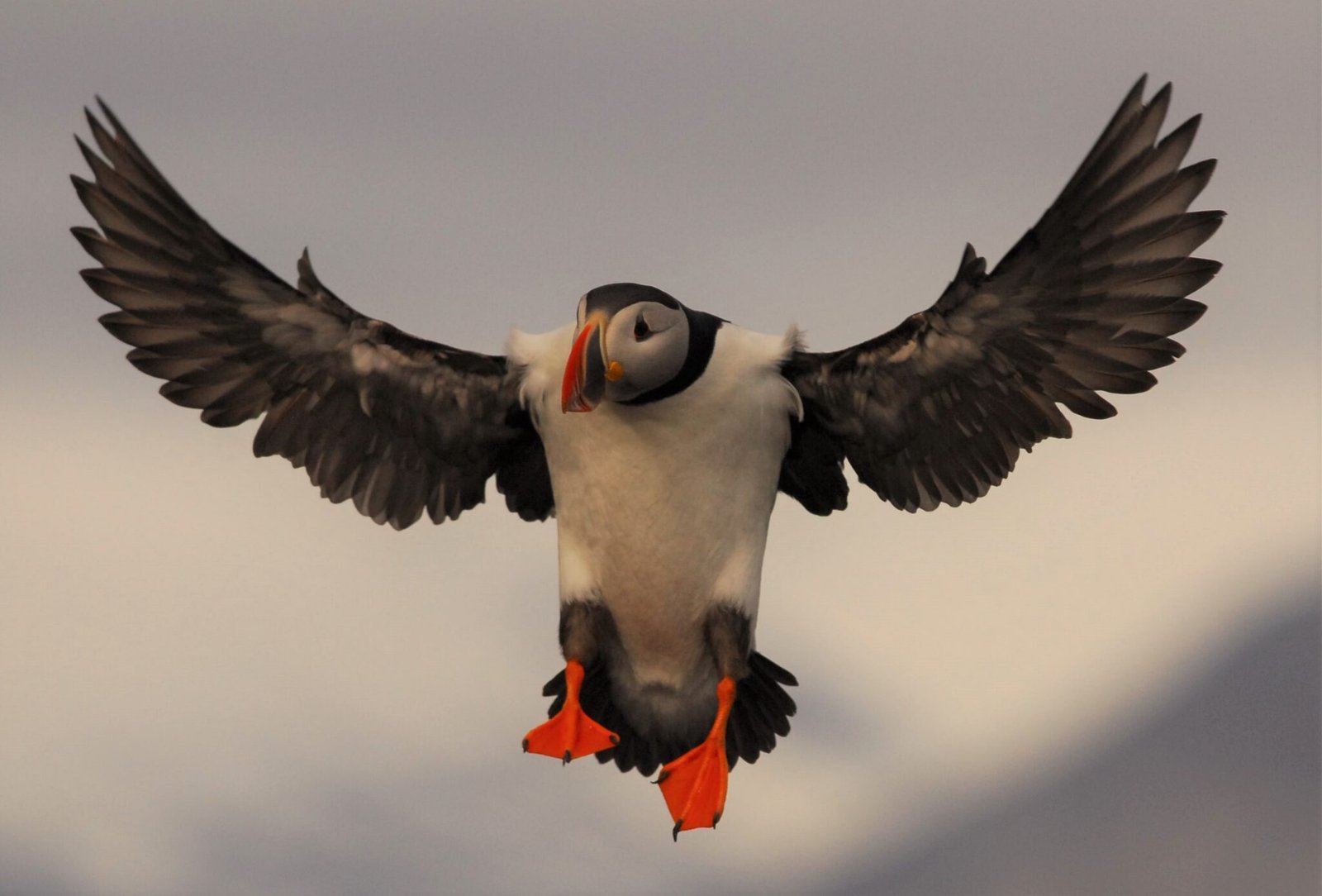 Man-made toxins found in Atlantic puffins on Spitsbergen