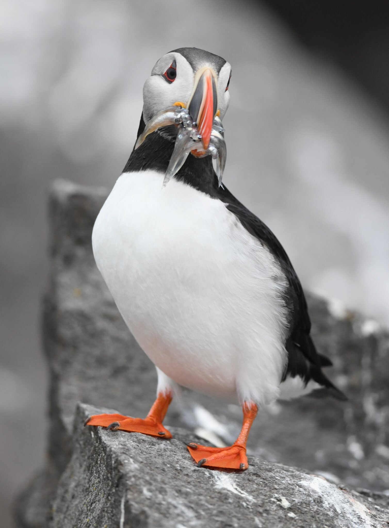 Atlantic puffin with fish. Photo © Sébastien Descamps