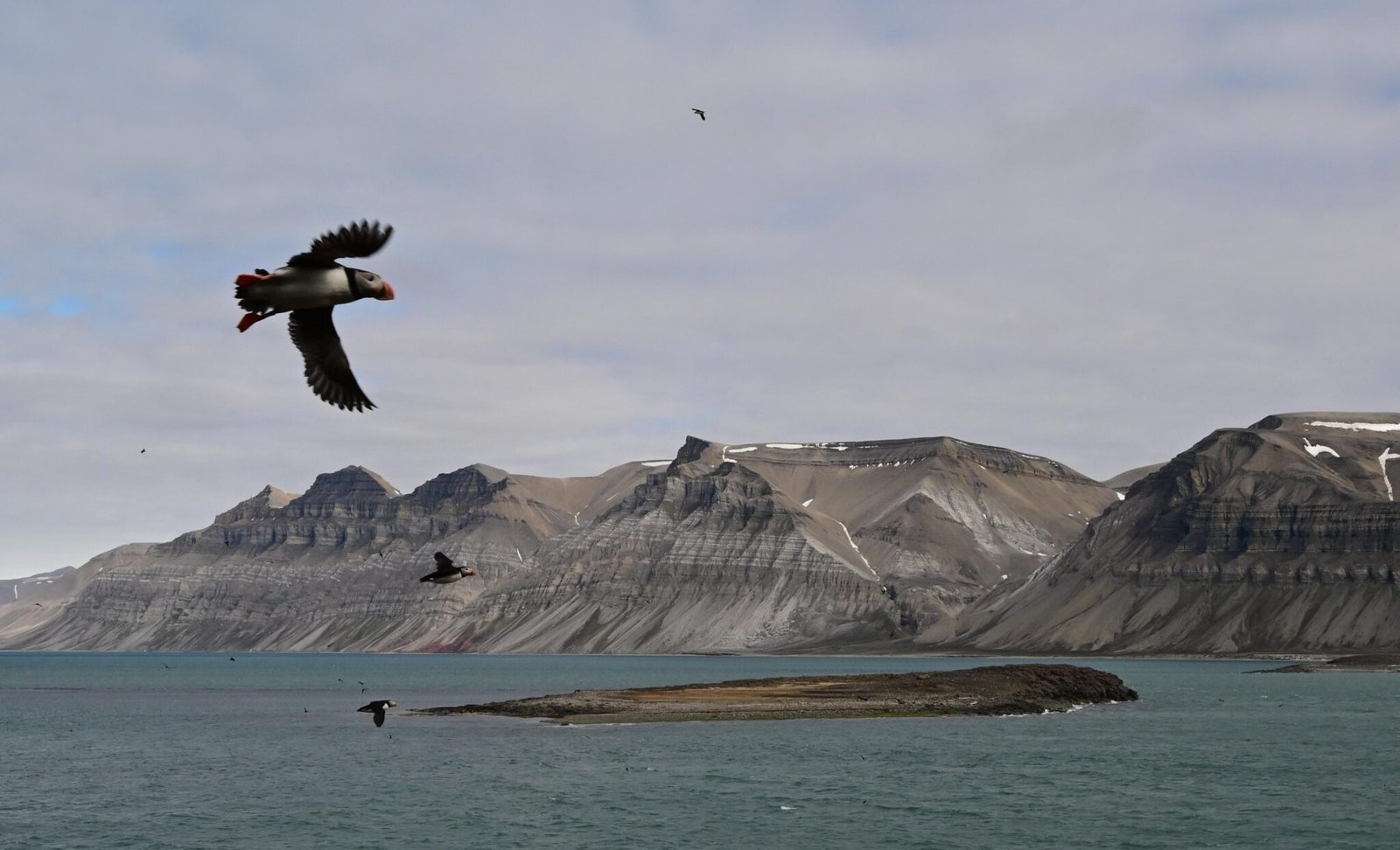 Atlantic puffins on Spitsbergen. Photo © Sébastien Descamps