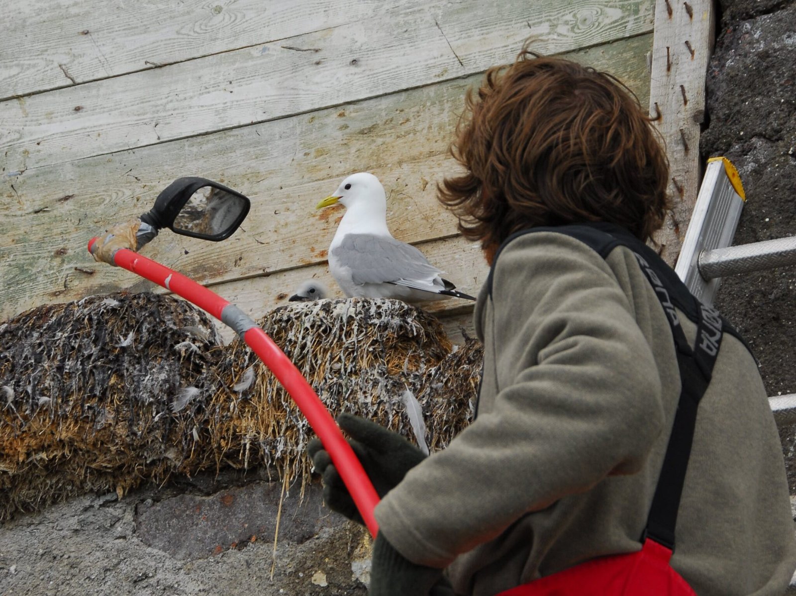 Environmental stress affects all kittiwakes – but not to the same degree