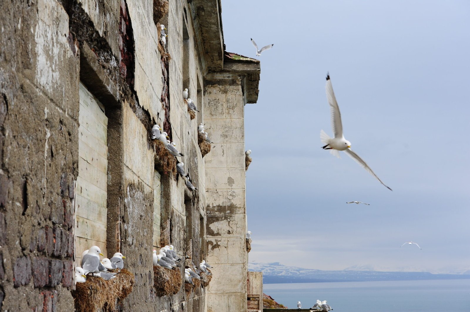 Breeding black-legged kittiwakes in Grumantbyen, Svalbard. Photo © Sébastien Descamps