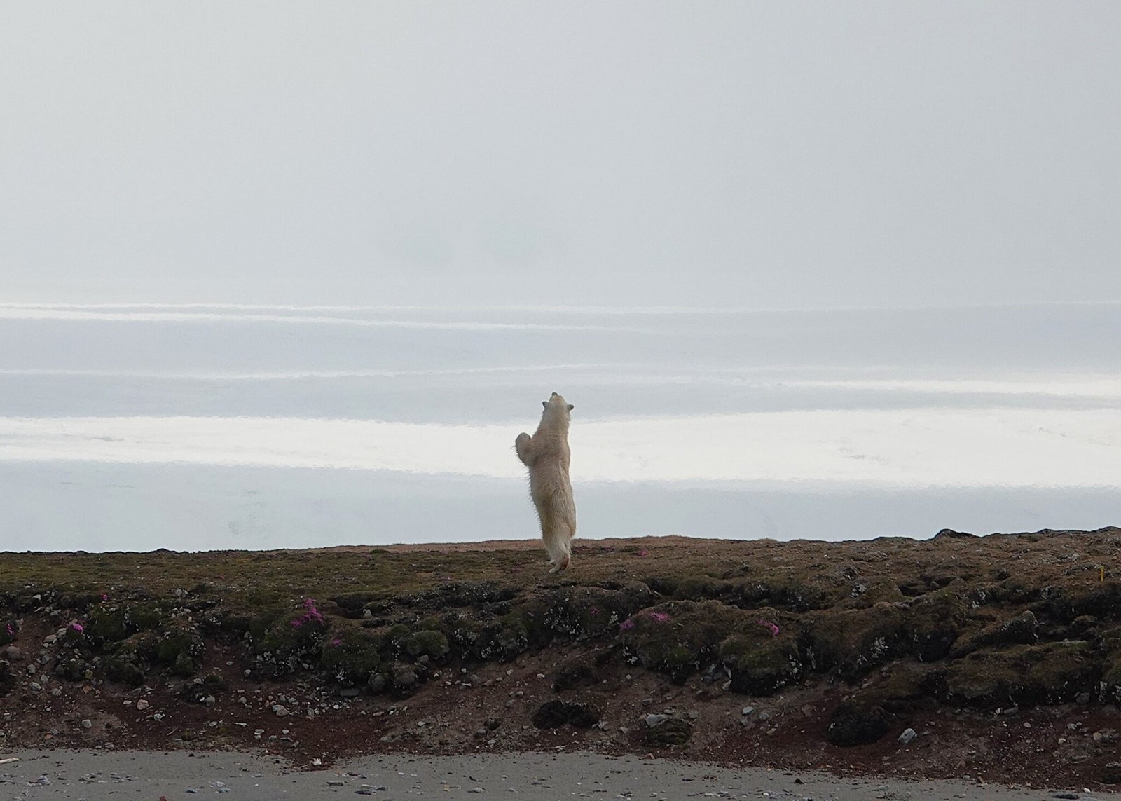 Polar bear standing upright. Photo © Sveinn Are Hanssen