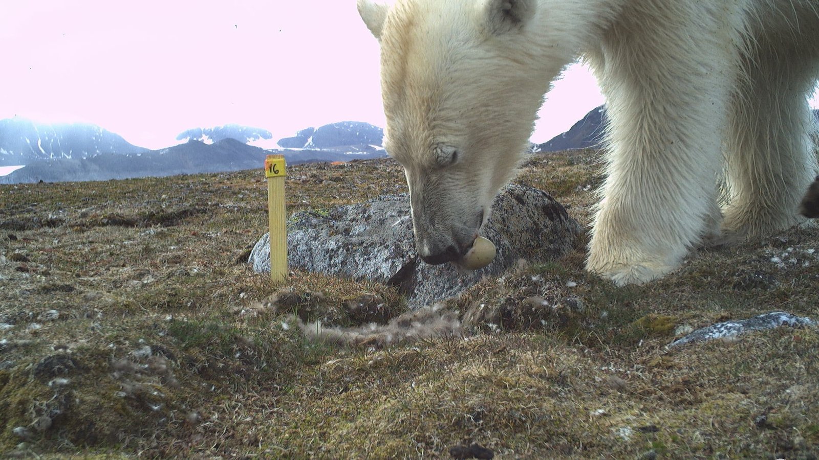 Record number of polar bear visits to eiders nesting on islets on Spitsbergen