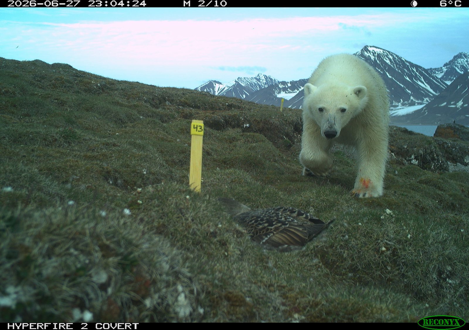 Polar bear at common eider's nest. Photo © Børge Moe & Sveinn Are Hanssen